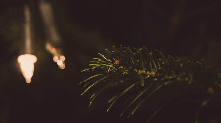 The Beauty and Charm of a Flocked Christmas Tree